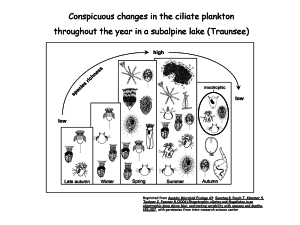 ciliate plankton