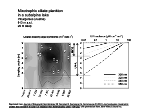 distribution mixotrophic ciliates