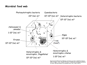 microbial food chain