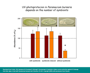 UV photoprotection in Paramecium bursaria