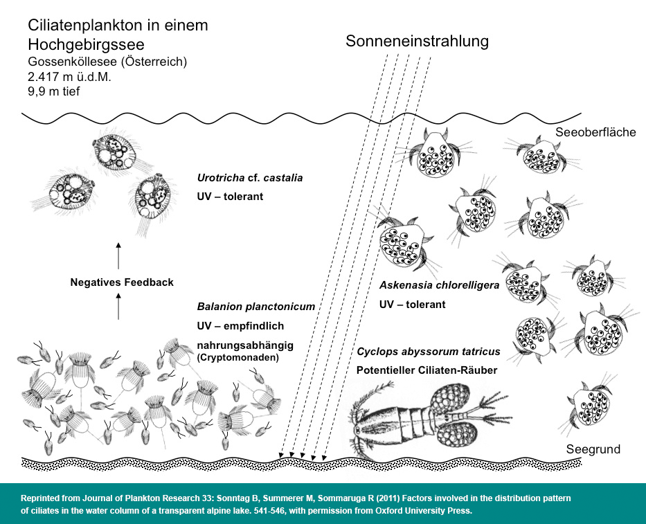 Ciliatenplankton in einem Hochgebirgssee