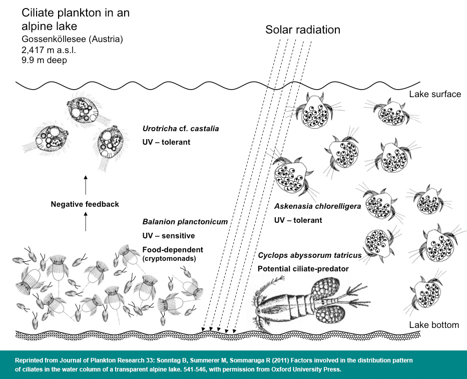 Ciliate plankton in an alpine lake