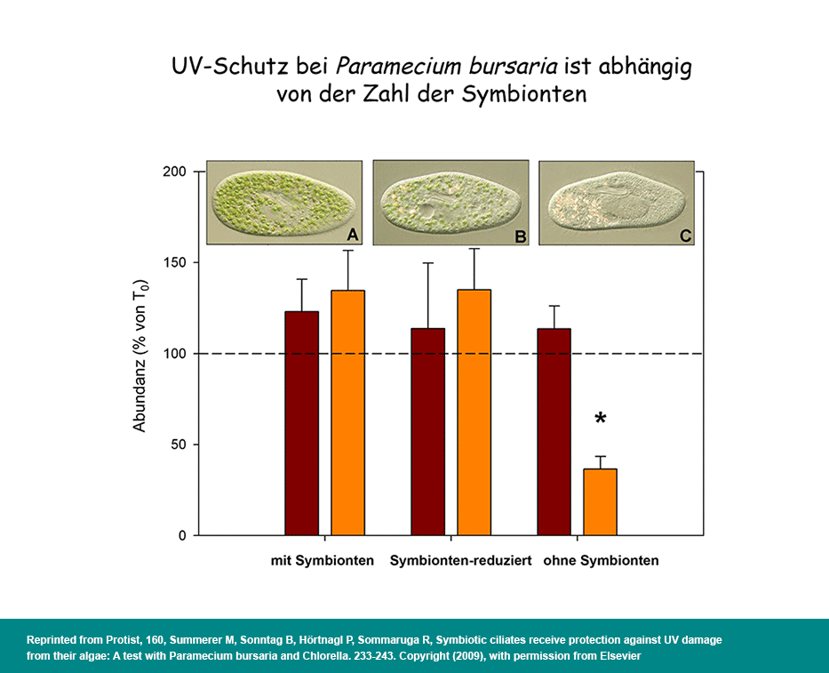 UV-Schutz bei Paramecium bursaria