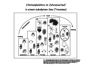 Ciliatenplankton im Jahresverlauf in einem subalpinen See (Traunsee)