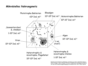 Mikrobielles Nahrungsnetz