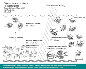 Ciliatenplankton im Hochgebirgsee