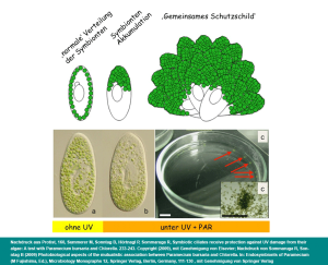 UV Schutz bei Paramecium bursaria