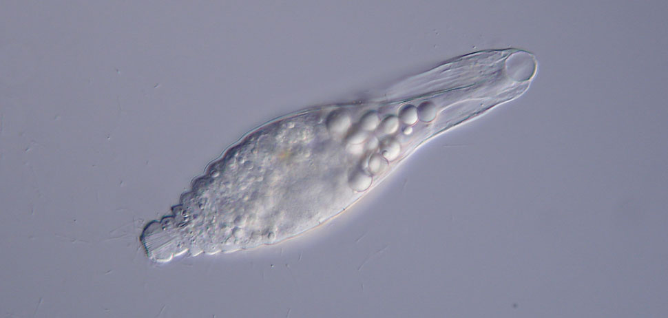 Lagynus elegans