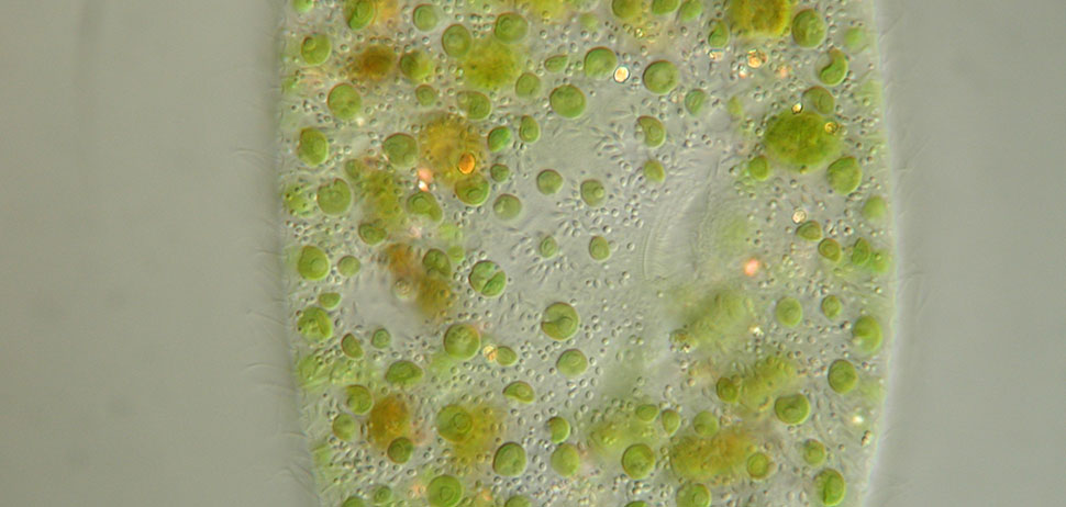 Paramecium bursaria